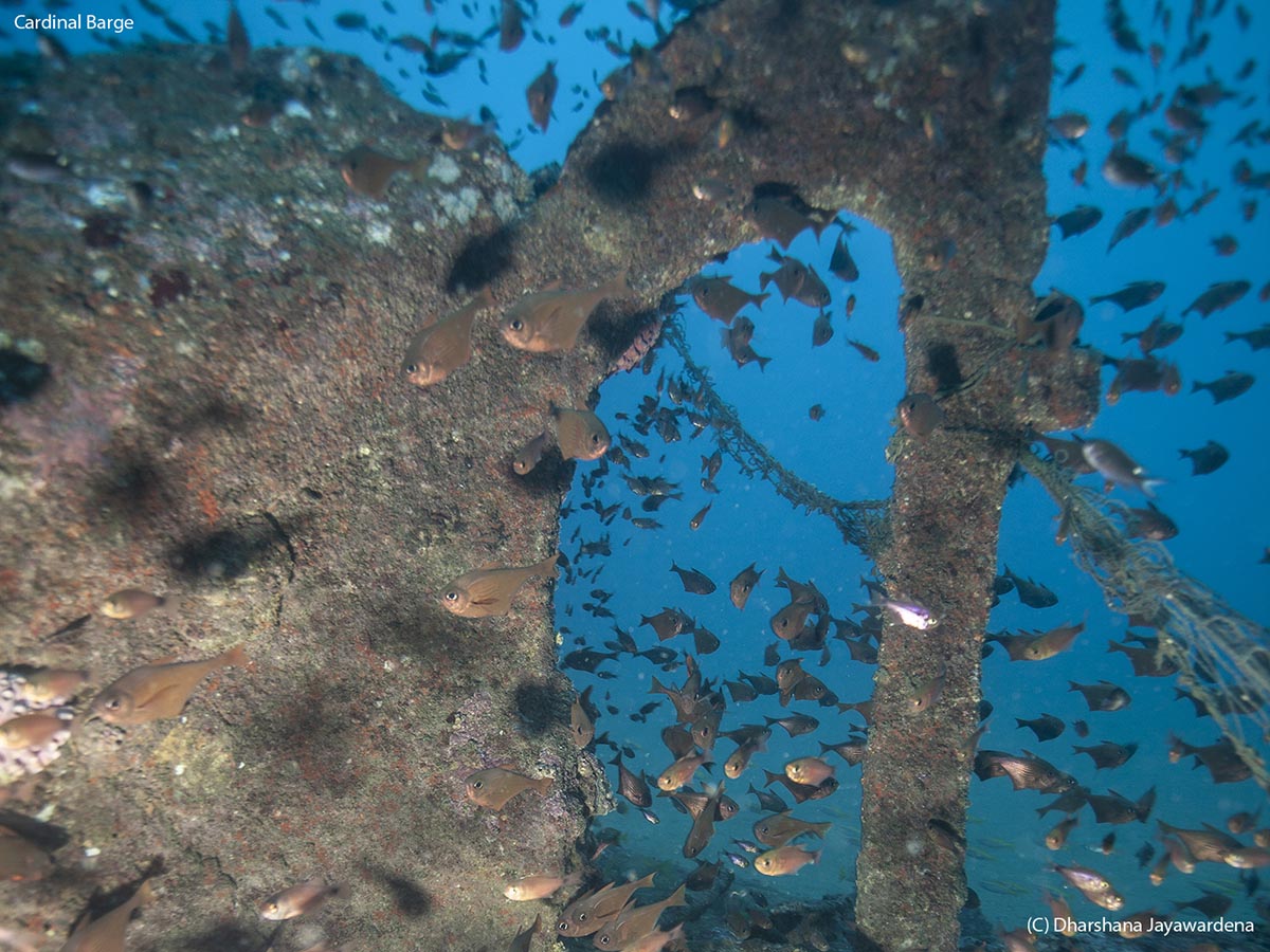 Stern/Rudder Mechanism